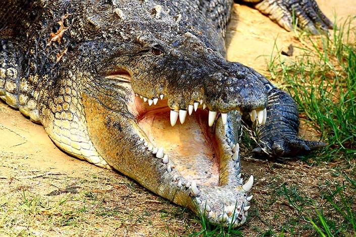 Bite Strength Animal Kingdom